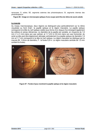 Anses •••• rapport d’expertise collective «
Octobre 2010
nerveuses; S, sclère; SE, segments externes de
photorécepteurs.
Figure 96 : Image en microscopie optique d’une coupe semi
La macula
Au niveau macroscopique, deux régions se distinguent plus particuli
visualisée au fond d’œil : la papille optique et la région maculaire. La papille optique
correspond à la tête du nerf optique visible sous forme d’un disque d’où émergent également
les artères et veines rétiniennes. Le diamètre de la
mm (1 à 3 mm) dans son axe vertical, et 1,7 (0,9 à 2,6
sorte qu’elle peut être légèrement allongée verticalement (La papille optique de diamètre 1,9
mm et 1,7 mm correspond à la tête d
macula (M : 5,5mm de diamètre, F : la fovéa 0,8 m. La région maculaire centrale de 1,5 mm
contient la fovéa).
Figure 97 : Fonds d’yeux montrant la papille optique et la rég
pport d’expertise collective « LED » Saisine
page 223 / 282
nerveuses; S, sclère; SE, segments externes des photorécepteurs; SI, segments internes des
Image en microscopie optique d’une coupe semi-fine de rétine de souris adulte
Au niveau macroscopique, deux régions se distinguent plus particulièrement sur la rétine
: la papille optique et la région maculaire. La papille optique
correspond à la tête du nerf optique visible sous forme d’un disque d’où émergent également
les artères et veines rétiniennes. Le diamètre de la papille est variable, en moyenne de 1,9
mm (1 à 3 mm) dans son axe vertical, et 1,7 (0,9 à 2,6 mm) dans son axe horizontal, de
sorte qu’elle peut être légèrement allongée verticalement (La papille optique de diamètre 1,9
mm et 1,7 mm correspond à la tête du nerf optique. La région maculaire se distingue par la
macula (M : 5,5mm de diamètre, F : la fovéa 0,8 m. La région maculaire centrale de 1,5 mm
: Fonds d’yeux montrant la papille optique et la région maculaire
Saisine n°« 2008-SA-0408 »
Version finale
s photorécepteurs; SI, segments internes des
fine de rétine de souris adulte
èrement sur la rétine
: la papille optique et la région maculaire. La papille optique
correspond à la tête du nerf optique visible sous forme d’un disque d’où émergent également
papille est variable, en moyenne de 1,9
mm) dans son axe horizontal, de
sorte qu’elle peut être légèrement allongée verticalement (La papille optique de diamètre 1,9
u nerf optique. La région maculaire se distingue par la
macula (M : 5,5mm de diamètre, F : la fovéa 0,8 m. La région maculaire centrale de 1,5 mm
ion maculaire
 