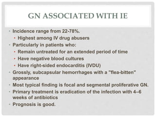 GN ASSOCIATED WITH IE
• Incidence range from 22-78%.
• Highest among IV drug abusers
• Particularly in patients who:
• Remain untreated for an extended period of time
• Have negative blood cultures
• Have right-sided endocarditis (IVDU)
• Grossly, subcapsular hemorrhages with a "flea-bitten"
appearance
• Most typical finding is focal and segmental proliferative GN.
• Primary treatment is eradication of the infection with 4–6
weeks of antibiotics
• Prognosis is good.
 