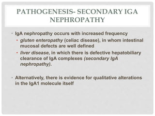 PATHOGENESIS- SECONDARY IGA
NEPHROPATHY
• IgA nephropathy occurs with increased frequency
• gluten enteropathy (celiac disease), in whom intestinal
mucosal defects are well defined
• liver disease, in which there is defective hepatobiliary
clearance of IgA complexes (secondary IgA
nephropathy).
• Alternatively, there is evidence for qualitative alterations
in the IgA1 molecule itself
 