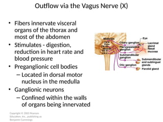 Copyright © 2005 Pearson
Education, Inc., publishing as
Benjamin Cummings
Outflow via the Vagus Nerve (X)
• Fibers innervate visceral
organs of the thorax and
most of the abdomen
• Stimulates - digestion,
reduction in heart rate and
blood pressure
• Preganglionic cell bodies
– Located in dorsal motor
nucleus in the medulla
• Ganglionic neurons
– Confined within the walls
of organs being innervated
 