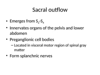 Sacral outflow
• Emerges from S2-S4
• Innervates organs of the pelvis and lower
abdomen
• Preganglionic cell bodies
– Located in visceral motor region of spinal gray
matter
• Form splanchnic nerves
 