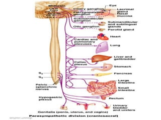 Copyright © 2005 Pearson
Education, Inc., publishing as
Benjamin Cummings
The Parasympathetic Division
 