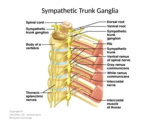 Copyright © 2005 Pearson
Education, Inc., publishing as
Benjamin Cummings
Sympathetic Trunk Ganglia
 