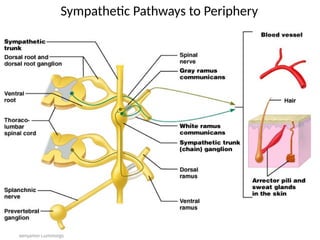 Copyright © 2005 Pearson
Education, Inc., publishing as
Benjamin Cummings
Sympathetic Pathways to Periphery
Figure 15.9
 