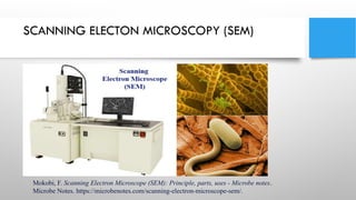 Anshika 37281.pptx SCANNING ELECTRON MICROSCOPY | PPTX