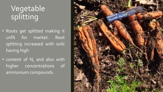 Vegetable
splitting
• Roots get splitted making it
unfit for market. Root
splitting increased with soils
having high
• content of N, and also with
higher concentrations of
ammonium compounds.
 
