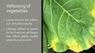 Yellowing of
vegetables
• Leaves become dull yellow,
curl, and plant may die.
• Cabbage yellows is caused
by the Fusarium soil fungus
that infects plants usually
where the soil is warm
 