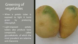 Greening of
vegetables
• When a potato tuber is
exposed to light it turns
green by producing
chlorophyll.
• Light-exposed potato
tubers also produce toxic
compounds called
glycoalkaloids. of which the
most prevalent are solanine
and chaconine
 