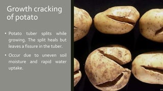 Growth cracking
of potato
• Potato tuber splits while
growing. The split heals but
leaves a fissure in the tuber.
• Occur due to uneven soil
moisture and rapid water
uptake.
 