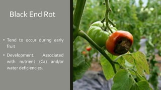 Black End Rot
• Tend to occur during early
fruit
• Development. Associated
with nutrient (Ca) and/or
water deficiencies.
 