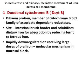 2- Reductase and oxidase- facilatate movement of iron
across cell membrane-
1- Duodenal cytochrome B ( Dcyt B)
• Dihaem protien, member of cytochrome B 561
family of ascorbate dependant reductases.
• Site – intestinal brush border and solubilises
dietary iron for absorption by reducing ferric
to ferrous iron.
• Rapidly downregulated on receiving large
doses of oral iron – molecular mechanism in
mucosal block.
 