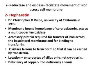 2- Reductase and oxidase- facilatate movement of iron
across cell membrane-
2- Hephaestin
• Dr. Christopher D Vulpe, university of California in
1999.
• Membrane bound homologue of ceruloplasmin, acts as
a multicopper ferroxidase.
• Accessory protein required for transfer of iron across
the basolateral membrane and for binding to
transferrin,
• Oxidises ferrous to ferric form so that it can be carried
by transferrin.
• Location – enterocytes of villus only, not crypt cells.
• Deficiency of copper- Iron deficiency anemia.
 