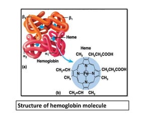 Structure of hemoglobin molecule
 