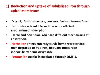 1) Reduction and uptake of solubilised iron through
apical membrane-
• D cyt B, ferric reductase, converts ferric to ferrous form.
• ferrous form is soluble and has more efficient
mechanism of absorption.
• Heme and non heme iron have different mechanisms of
absorption.
• Heme iron enters enterocytes via heme receptor and
then degraded to free iron, bilirubin and carbon
monoxide by heme oxygenase.
• Ferrous ion uptake is mediated through DMT 1.
 