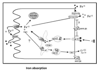 Iron absorption
 
