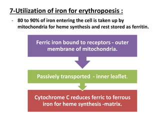 7-Utilization of iron for erythropoesis :
- 80 to 90% of iron entering the cell is taken up by
mitochondria for heme synthesis and rest stored as ferritin.
Cytochrome C reduces ferric to ferrous
iron for heme synthesis -matrix.
Passively transported - inner leaflet.
Ferric iron bound to receptors - outer
membrane of mitochondria.
 