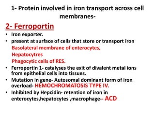 1- Protein involved in iron transport across cell
membranes-
2- Ferroportin
• Iron exporter.
• present at surface of cells that store or transport iron
Basolateral membrane of enterocytes,
Hepatocytres
Phagocytic cells of RES.
• Ferroportin 1- catalyses the exit of divalent metal ions
from epithelial cells into tissues.
• Mutation in gene- Autosomal dominant form of iron
overload- HEMOCHROMATOSIS TYPE IV.
• Inhibited by Hepcidin- retention of iron in
enterocytes,hepatocytes ,macrophage-- ACD
 