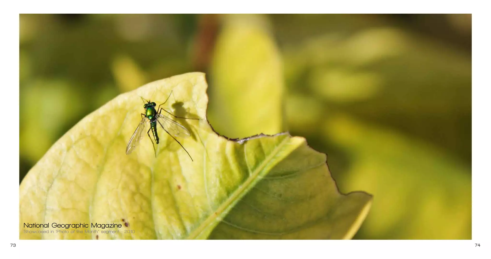 Design 2:
Inspired from GOLDEN EAGLE, concept for neckpiece/ Brooch in the cateogory of “RAMP/ INSPIRATION/ AVANT
GARDE”. The Piece is made in gold plated brass with Swarovski Elements. Crystals of worth Rs. 10,000 has
been sponsored for final round.

Concept Sketch
73

74

 