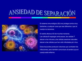 El sistema inmunológico (SI) nos protege contra virus,
bacterias y cualquier cosa que sea diferente o que el
cuerpo no reconoce.
El estrés afecta al SI de muchas maneras.
Las células B segregan anticuerpos, las células T
atacan a los intrusos y las células asesinas naturales
atacan a las células que han sido infectadas por virus.
Estos leucocitos producen citocinas que combaten las
infecciones, pero también comunican al cerebro que el
cuerpo está enfermo.
 