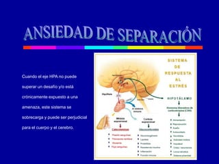Cuando el eje HPA no puede
superar un desafío y/o está
crónicamente expuesto a una
amenaza, este sistema se
sobrecarga y puede ser perjudicial
para el cuerpo y el cerebro.
 