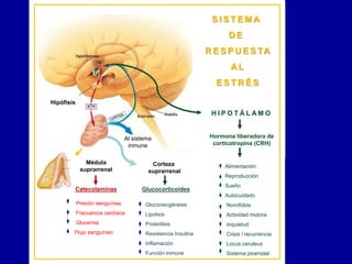 Presión sanguínea
Frecuencia cardíaca
Glucemia
Flujo sanguíneo
Médula
suprarrenal
Al sistema
inmune
Catecolaminas
Corteza
suprarrenal
Glucocorticoides
Gluconeogénesis
Lipolisis
Proteólisis
Resistencia Insulina
Inflamación
Función inmune
Hipófisis
Alimentación
Reproducción
Sueño
Autocuidado
Novofobia
Actividad motora
Inquietud
Crisis / recurrencia
Locus ceruleus
Sistema piramidal
Hormona liberadora de
corticotropina (CRH)Hormona liberadora de
corticotropina (CRH)
H I P O T Á L A M O
S I S T E M A
D E
R E S P U E S TA
AL
E S T R É S
 