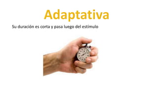 Su duración es corta y pasa luego del estímulo
 