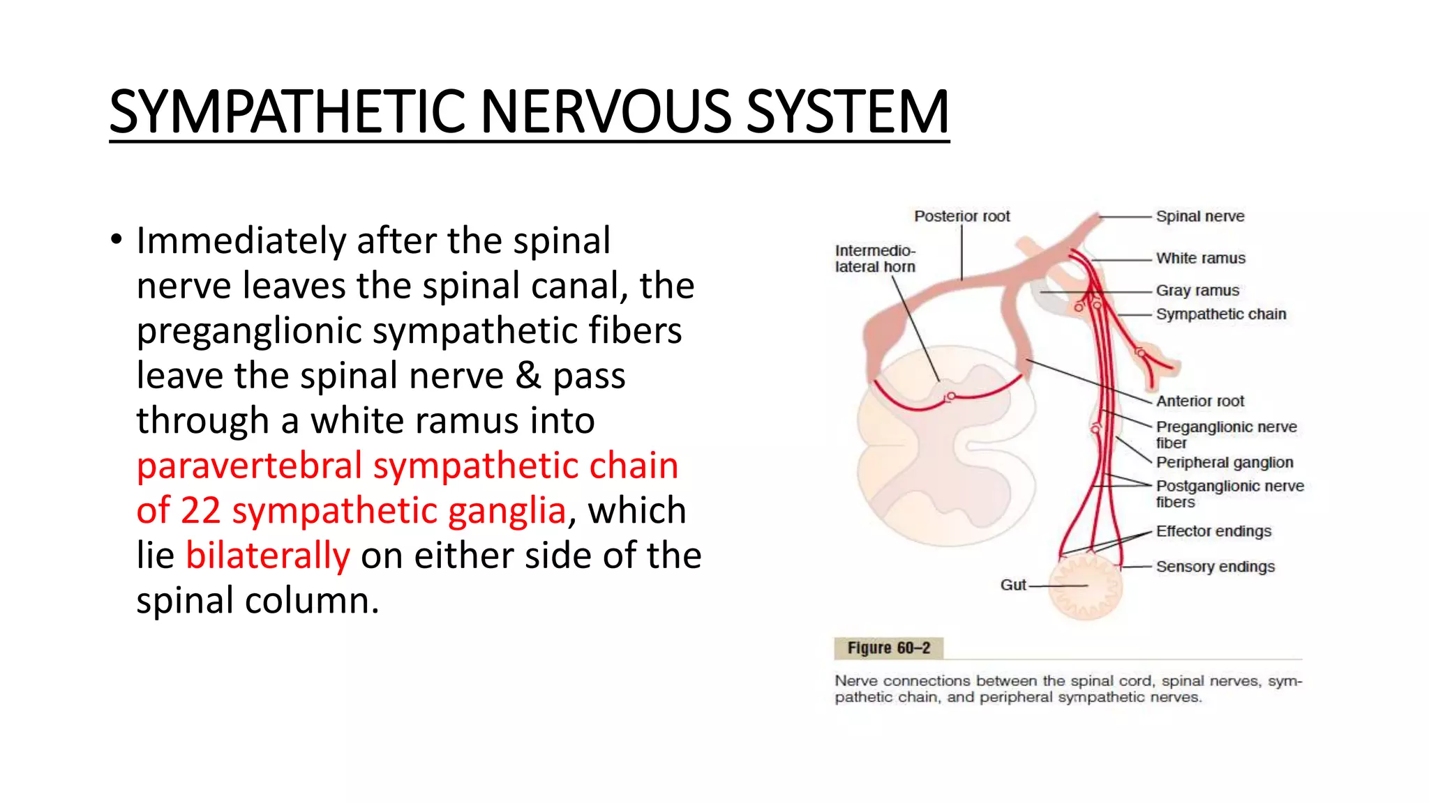 ANS introduction Dr sachin | PPTX