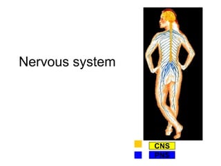 Nervous system
Peripheral Nervous System
CNS
PNS
 