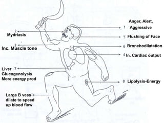 Anger, Alert,
Aggressive
Flushing of Face
Bronchodilatation
Mydriasis
In. Cardiac output
Inc. Muscle tone
Lipolysis-Energy
Liver
Glucogenolysis
More energy prod
Large B vessels
dilate to speed
up blood flow
 