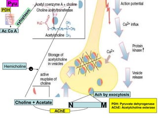 N M
Choline + Acetate
Pyu
PDH
Ac Co A
Ach by exocytosis
Hemicholine
-
AChE
PDH: Pyruvate dehyrogenase
AChE: Acetylcholine esterase
 