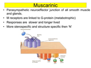 Muscarinic
• Parasympathetic neuroeffector junction of all smooth muscle
and glands.
• M receptors are linked to G-protein (metabotrophic)
• Responses are slower and longer lived
• More sterospecific and structure specific then „N‟
 