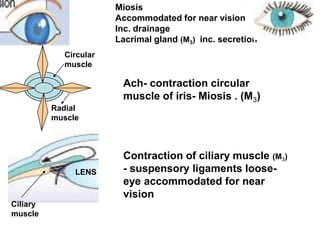 Ach- contraction circular
muscle of iris- Miosis . (M3)
Contraction of ciliary muscle (M3)
- suspensory ligaments loose-
eye accommodated for near
vision
Miosis
Accommodated for near vision
Inc. drainage
Lacrimal gland (M3) inc. secretion
LENS
Ciliary
muscle
Circular
muscle
Radial
muscle
 