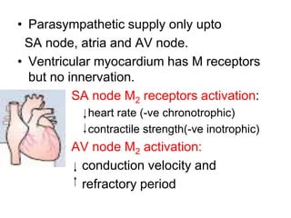 • Parasympathetic supply only upto
SA node, atria and AV node.
• Ventricular myocardium has M receptors
but no innervation.
• SA node M2 receptors activation:
– heart rate (-ve chronotrophic)
– contractile strength(-ve inotrophic)
• AV node M2 activation:
conduction velocity and
refractory period
 