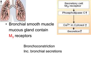 • Bronchial smooth muscle
mucous gland contain
M3 receptors
Bronchoconstriction
Inc. bronchial secretions
 