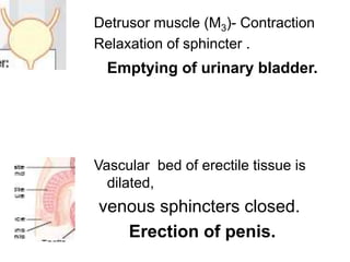 Detrusor muscle (M3)- Contraction
Relaxation of sphincter .
Emptying of urinary bladder.
Vascular bed of erectile tissue is
dilated,
venous sphincters closed.
Erection of penis.
 