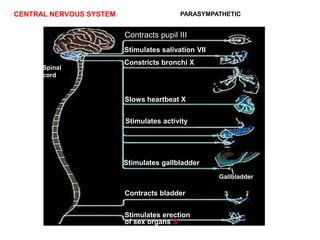 CENTRAL NERVOUS SYSTEM
Brain
PARASYMPATHETIC
Spinal
cord
Stimulates salivation VII
Constricts bronchi X
Slows heartbeat X
Stimulates activity
Contracts bladder
Stimulates erection
of sex organs S
Stimulates gallbladder
Gallbladder
Contracts pupil III
 