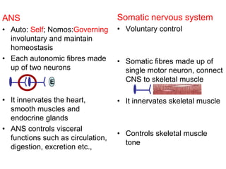 ANS
• Auto: Self; Nomos:Governing
involuntary and maintain
homeostasis
• Each autonomic fibres made
up of two neurons
• It innervates the heart,
smooth muscles and
endocrine glands
• ANS controls visceral
functions such as circulation,
digestion, excretion etc.,
Somatic nervous system
• Voluntary control
• Somatic fibres made up of
single motor neuron, connect
CNS to skeletal muscle
• It innervates skeletal muscle
• Controls skeletal muscle
tone
E
 