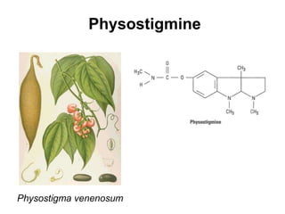 Physostigmine
Physostigma venenosum
 