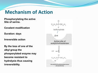 Mechanism of Action
Phosphorylating the active
Site of serine.
Covalent modification
Duration: days
Irreversible action
By the loss of one of the
alkyl group the
phosporylated enzyme may
become resistant to
hydrolysis thus causing
irreversibility.
 