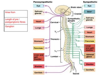 Arise from
Length of pre /
postganglionic fibres
Ganglion
 