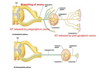 Branching of axons
NT released by preganglionic axons
NT released by post ganglionic axons
 