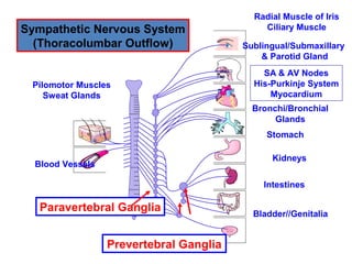 Pilometer Anspharmacologyandcholinergics drdhritiupdated2011-111228115516 ...