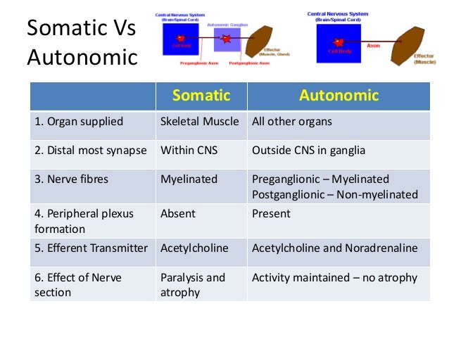 Autonomic Nervous System Pharmacology and Cholinergics (updated 2016)…