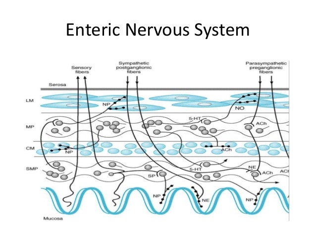 the autonomic nervous system
