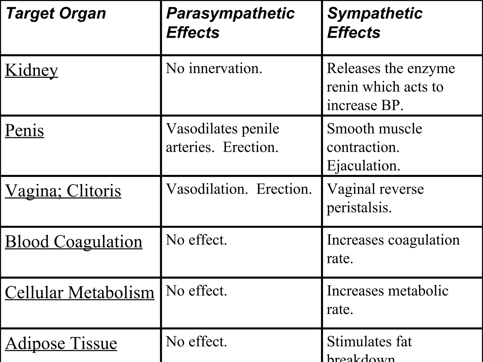 Increases metabolic rate. No effect. Cellular Metabolism Releases the enzyme renin which acts to increase BP. No innervation. Kidney Stimulates fat breakdown. No effect. Adipose Tissue Increases coagulation rate. No effect. Blood Coagulation Vaginal reverse peristalsis. Vasodilation.  Erection. Vagina; Clitoris Smooth muscle contraction.  Ejaculation. Vasodilates penile arteries.  Erection. Penis Sympathetic Effects Parasympathetic Effects Target Organ 