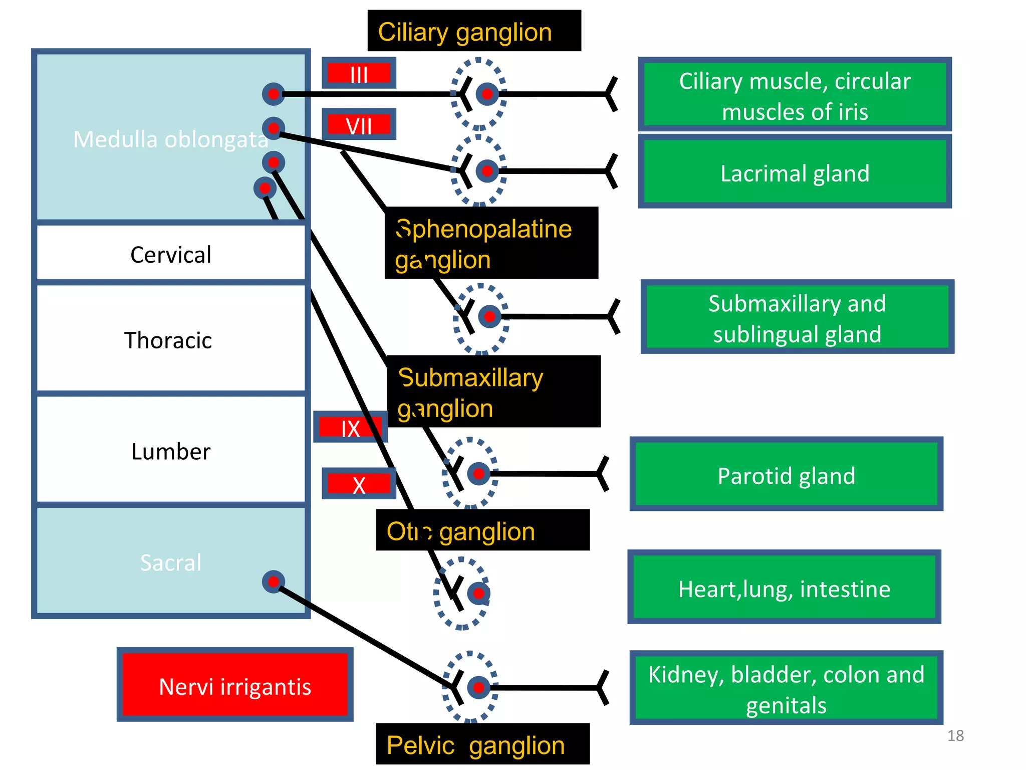 Medulla oblongata III Ciliary ganglion Ciliary muscle, circular muscles of iris VII Lacrimal gland Sphenopalatine  ganglion Submaxillary and sublingual gland Submaxillary ganglion IX Parotid gland Otic ganglion X Heart,lung, intestine Nervi irrigantis Kidney, bladder, colon and genitals Pelvic  ganglion Cervical Lumber Sacral Thoracic  