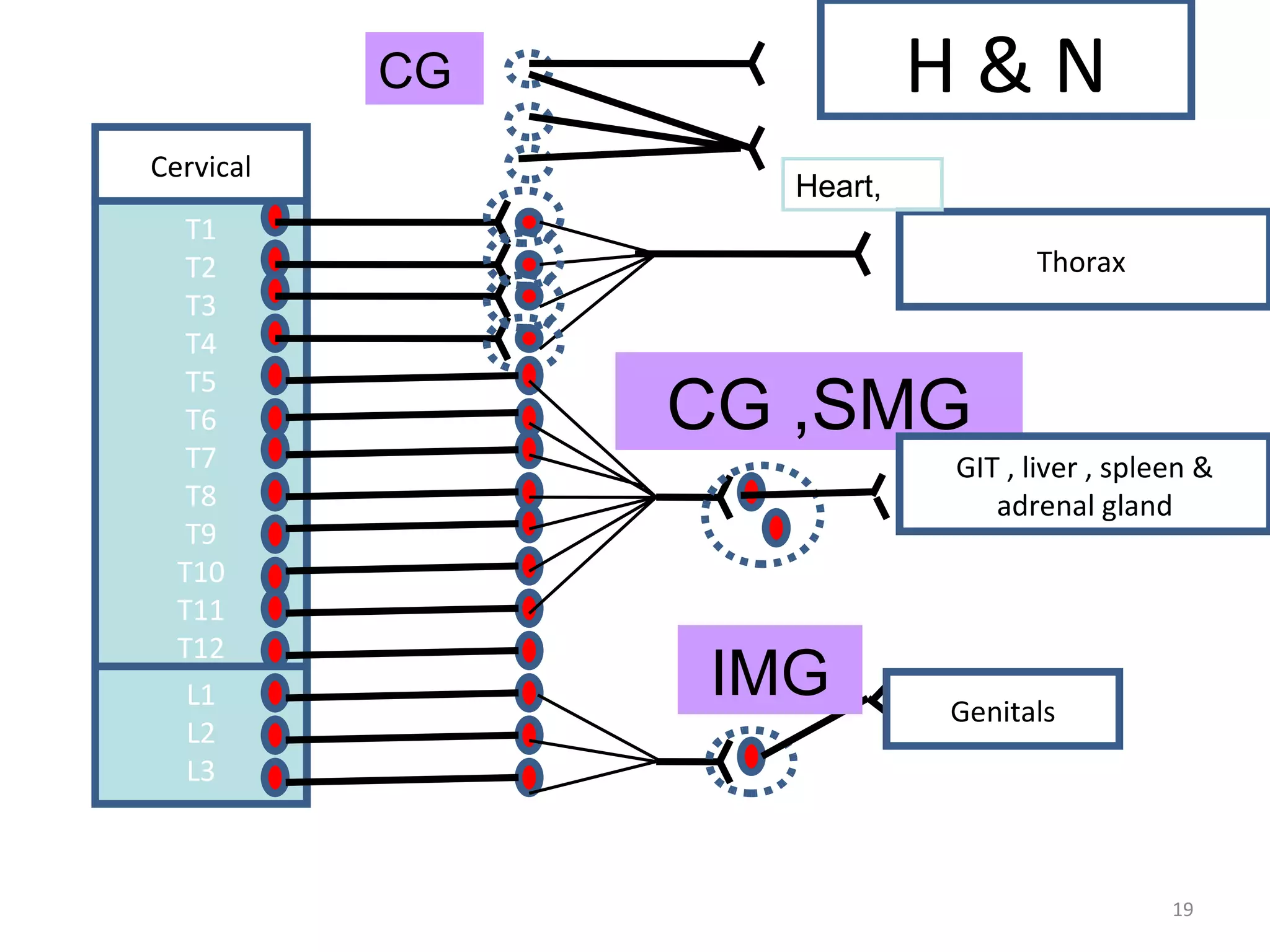 Cervical T1 T2 T3 T4 T5 T6 T7 T8 T9 T10 T11 T12 L1 L2 L3 Thorax  H & N CG CG ,SMG GIT , liver , spleen & adrenal gland IMG Genitals Heart, 