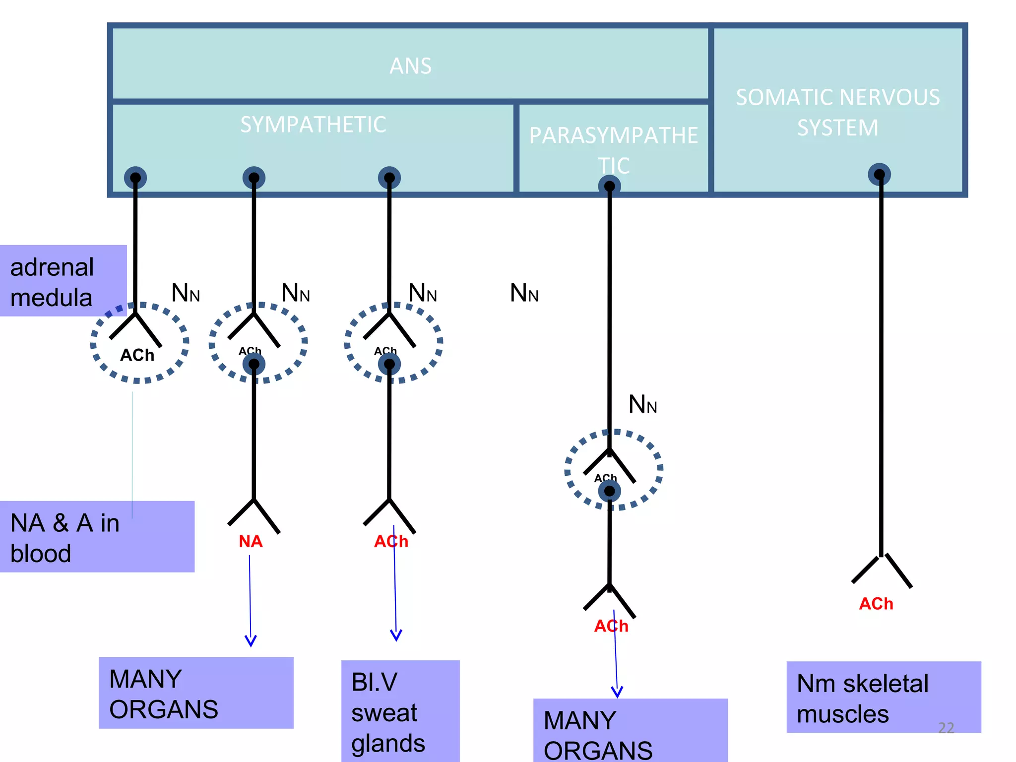 ANS SYMPATHETIC PARASYMPATHETIC SOMATIC NERVOUS SYSTEM ACh adrenal medula NA & A in blood ACh NA ACh ACh Bl.V sweat glands MANY ORGANS  ACh ACh ACh Nm skeletal muscles N N N N N N N N N N MANY ORGANS  