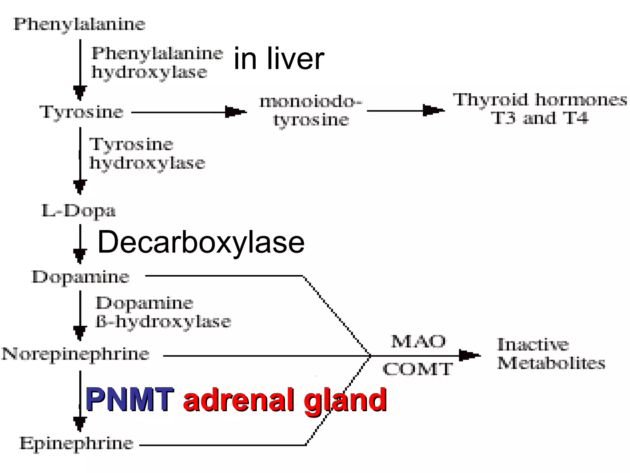 Decarboxylase   PNMT  adrenal   gland in liver 