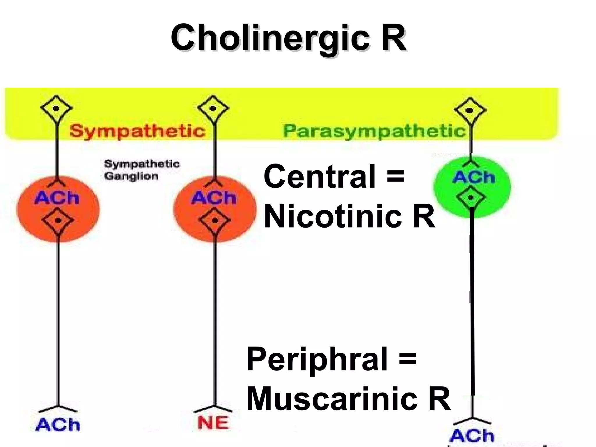 Cholinergic R Central = Nicotinic R Periphral = Muscarinic R 